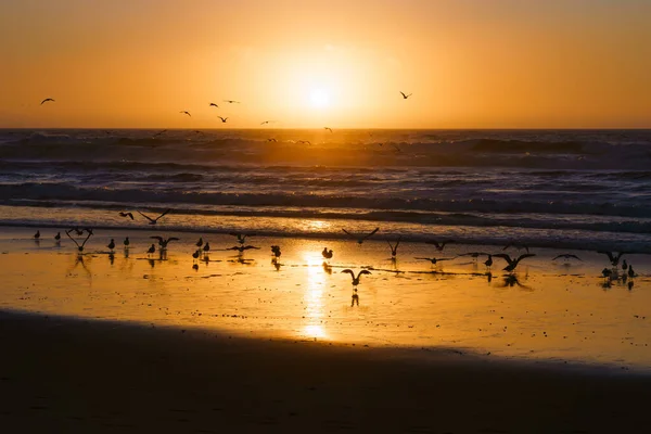 Золотой Закат Пляже Стадо Птиц Мбаппе — стоковое фото