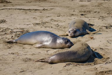 Sahilde fil fokları, Piedras Blancas, San Simeon, California.