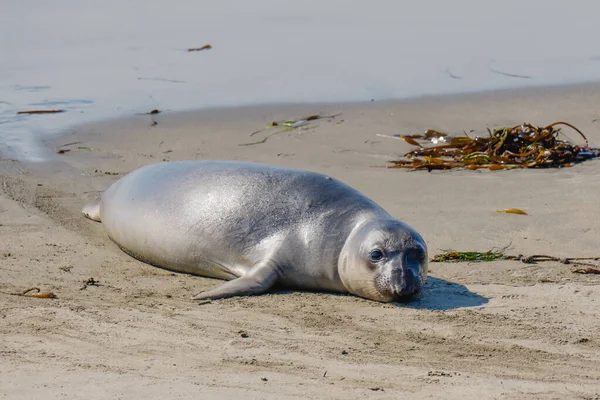 Elephant Seal Close Beach San Simeon State Park California Coast — Stock Photo, Image