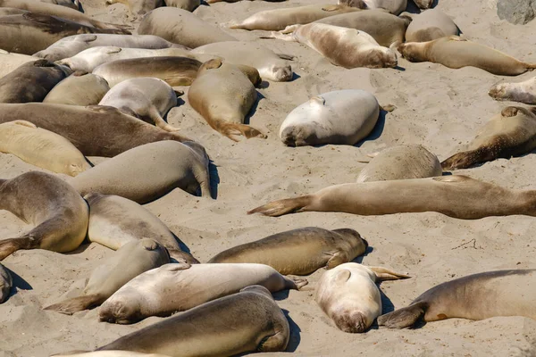 Seals sleeping on the beach. Elephant seal colony, San Simeon, California