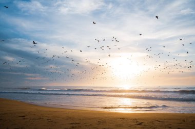 Pasifik Okyanusu 'nda günbatımı ve uçan kuşlardan oluşan siluet. Güneş yansımalı güzel dalgalar ve arka planda parlak bulutlu gökyüzü, Santa Barbara County, California.