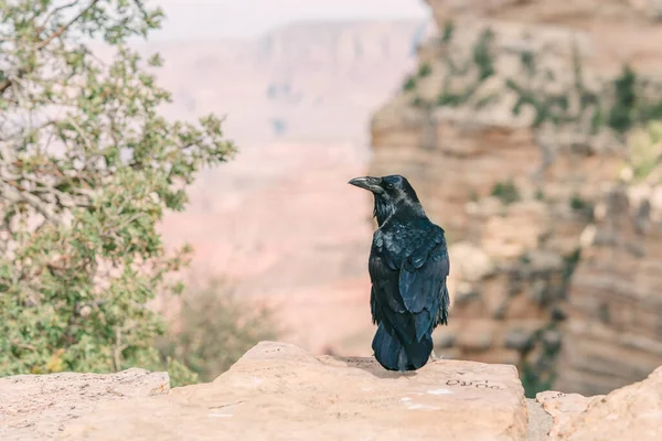 Crow Zit Aan Rand Van Rots Grand Canyon National Park — Stockfoto