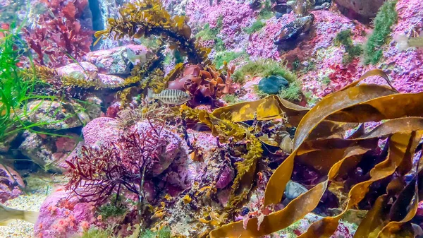 Acuario Arrecife Coral Con Pequeños Peces Colores — Foto de Stock