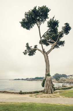 Kaliforniya 'nın merkez kıyısındaki sahilde Monterey selvi ağacı