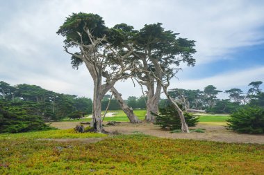 Monterey selvi ağaçları ve 17 mil sürüş golf sahası, California Central Coast