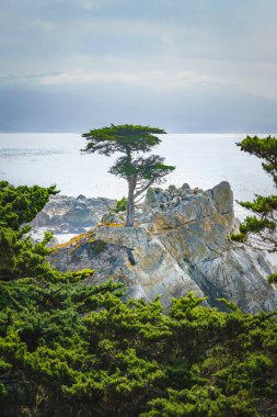 Yalnız Cypress, Pasifik Korusu ile Kaliforniya Merkez Sahili 'ndeki Carmel-by-the-Sea arasında yer alan Pebble Sahili' ndeki granit çıkıntısının tepesinde duran ikonik bir ağaçtır.