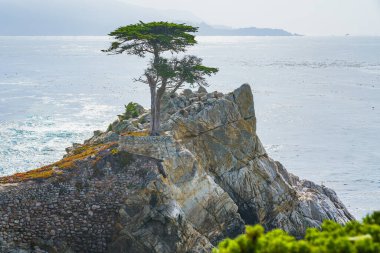 Yalnız Cypress, Pasifik Korusu ile Kaliforniya Merkez Sahili 'ndeki Carmel-by-the-Sea arasında yer alan Pebble Sahili' ndeki granit çıkıntısının tepesinde duran ikonik bir ağaçtır.
