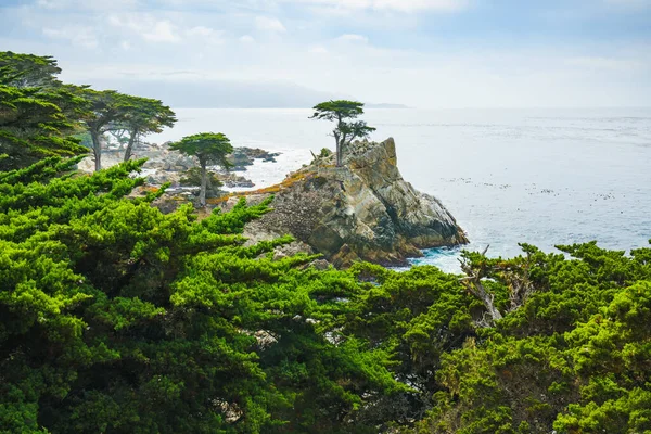 Lone Cypress Tree Staat Een Granieten Heuvel Pebble Beach Monterey — Stockfoto
