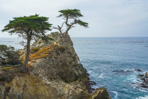 stock image The Lone Cypress on a Rocky Coast. 17 Mile Drive, Pebble Beach, Monterey Bay, California Central Coast