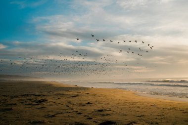 Kumsalda gün batımı ve uçan kuş sürüsü. Arka planda deniz manzarası ve bulutlu gökyüzü