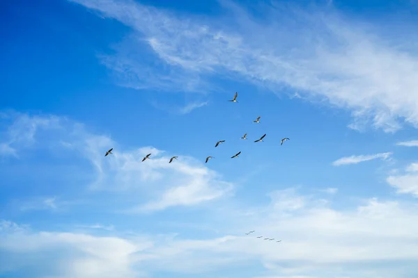 Uçan Pelikan Sürüsü Bulutlu Gökyüzü Uçan Kuşların Silueti Sakin Sahne — Stok fotoğraf