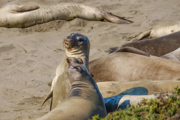 Elephant seal colony. Seals close up on the beach, San Simeon State Park, California Coast