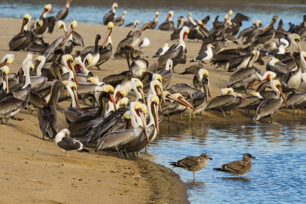 Kolonie Von Seevögeln Pelikanen Und Möwen Die Bei Sonnenuntergang Strand — Stockfoto