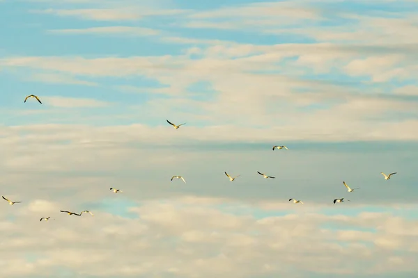 Bulutlu Gökyüzü Uçan Kuşların Silueti Sakin Sahne Özgürlük Umut Motivasyon — Stok fotoğraf