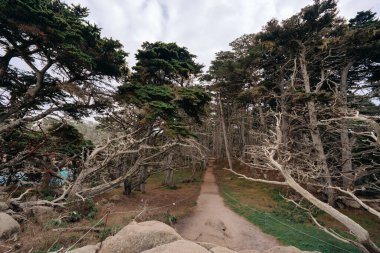 Kaliforniya 'daki Point Lobos State Doğal Rezervi' ndeki karanlık selvi ormanında yürüme yolu.