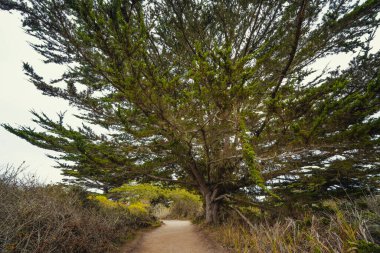 Kaliforniya 'daki Point Lobos State Doğal Rezervi' ndeki karanlık selvi ormanında yürüme yolu.