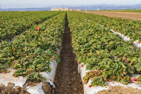 Landwirtschaftliche Erdbeerpflanzen Reihen Von Kunststoffbedeckten Hügeln Mit Erdbeeren — Stockfoto