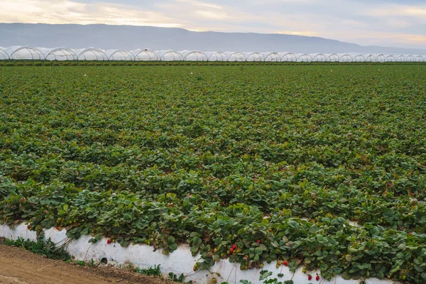 Agricultural field strawberry plants. Industry, modern farming, strawberry production. Rows of plastic covered hills with young strawberries.