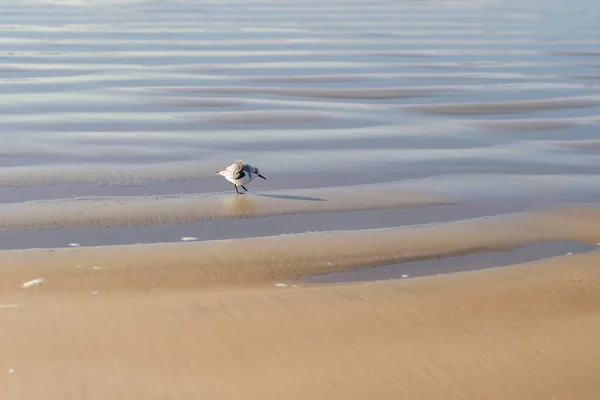 Sand beach at low tide, and one small bird walking by the seashore. Seascape background, copy space for the text