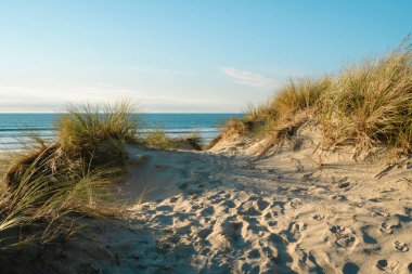 Kum tepeleri ve güneşli bir günde sahildeki yerel bitkiler ve arka planda açık mavi gökyüzü, Kaliforniya kıyı şeridi.