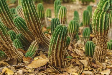 Euphorbia horrida, Afrika süt fıçısı çölde kapanıyor. Euphorbia Horrida, Güney Afrika 'da yaşayan bir kaktüs türüdür.