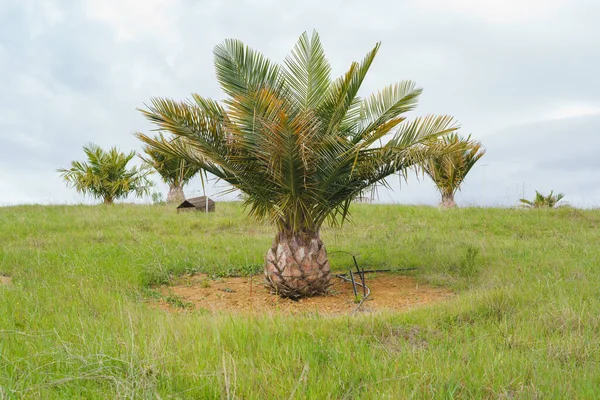 Date Palm trees. Young trees planted on a hill, cloudy sky background