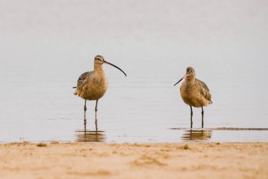 Sandpiper, Uzun gagalı Curlew, Sunset plajında. Uzun gagalı Curlew, Kuzey Amerika 'nın en büyük sahil kuşu.