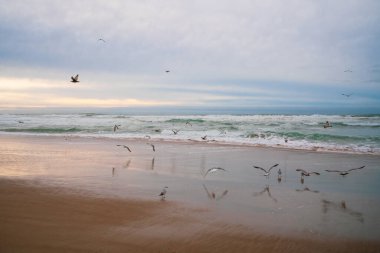 Sunset on the beach, and flock of birds. Beautiful cloudy sky in the background