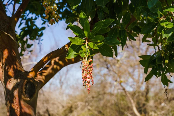 Strawberry tree in bloom. Unique evergreen tree with pink, bell-shaped flowers in the spring.