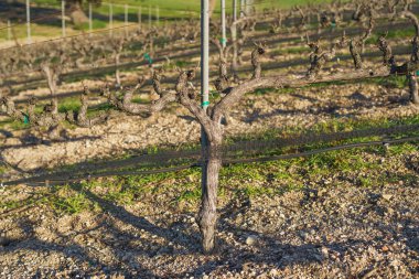 A wine grape vine without grapes or leaves, in a rows, close-up branches in late winter in San Luis Obispo Valley in California