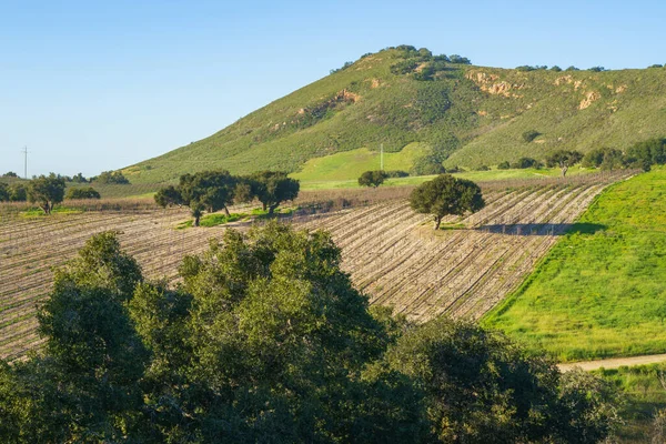 A wine grape vine in a rows, green hills, and oak trees. Beautiful view of San Luis Obispo Valley in California in late winter