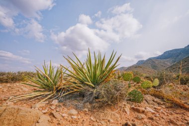 Banana Yucca, or Yucca baccata and Prickly pear cactus (Opuntia genus) in the middle of desert in Arizona