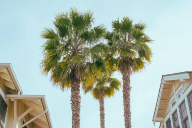 Palm trees and rooftops with clear blue sky in the background, and copy space