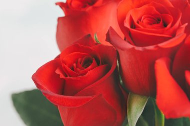 Red roses bouquet close-up on a white background with copy space for the text