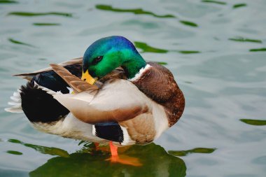 Mallard duck (Anas platyrhynchos). Gölün kenarında oturan erkek vahşi ördeğin portresi. Arka planda güneş yansıması olan yeşil su.