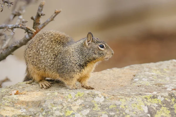 Cute squirrel close up portrait. Ground squirrel sitting on a rock