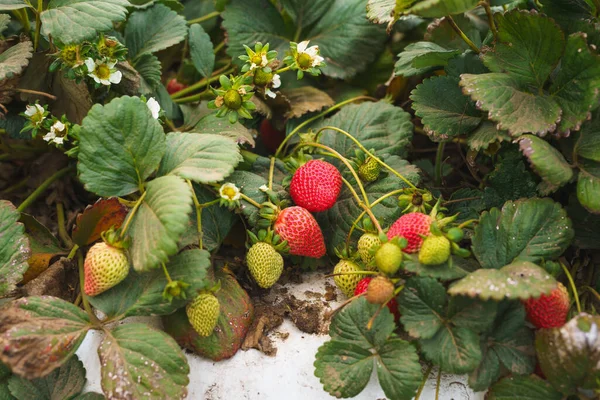 Strawberry field. Fresh ripe berries and flowers close-up. Agriculture, industry, gardening concept