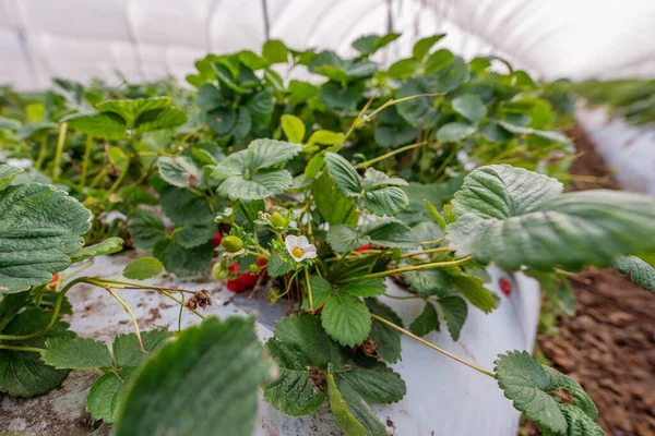Strawberry nursery. Growing strawberries in greenhouses, California