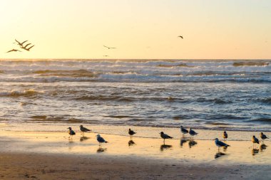 Sunset on the beach,  flock of seagulls, and silhouette of flying pelicans. Beautiful golden light, and clear sky on background, California seascape