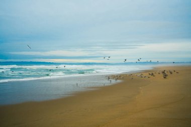 Sunset on the beach, and flock of birds. Beautiful cloudy sky in the background