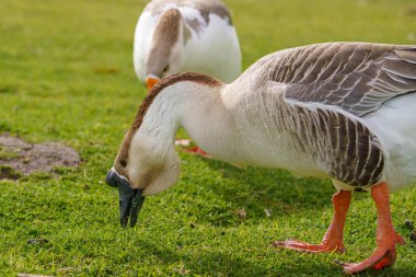 Goose peacefully walking in green meadow, and pinching a grass in a sunny day. Chinese swan goose walking, close-up view