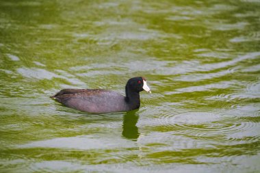 The American coot, also known as a mud hen or pouldeau, swimming in the lake, close-up portrait