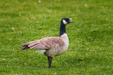 The Canada goose, wild goose with a black head and neck, and white cheeks. Close-up portrait.