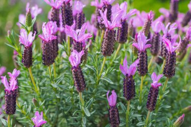 Çiçek açmış lavantalar. İspanyol lavantası ya da lavanta çiçeği, bahçede yakın plan çiçekler.