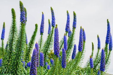 Madeira 'nın Gururu (Echium candicans), muhteşem bir konik mavi çiçek sivriliği. Kaliforniya 'da güneşli bir günde kumsalda çiçek açan dev bir çalı.