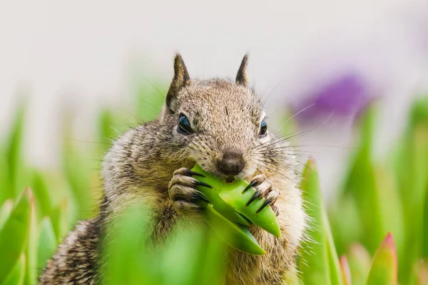 Ground Squirrel Beach Eating Juicy Succulent Sunny Day Peaceful Relaxing — Stock Photo, Image