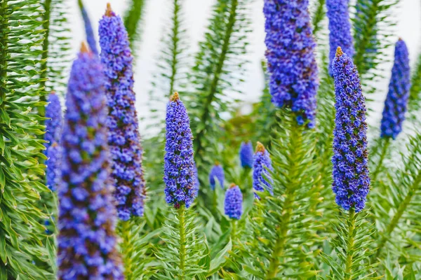 Madeira 'nın Gururu (Echium candicans), muhteşem bir konik mavi çiçek sivriliği. Kaliforniya 'da güneşli bir günde kumsalda çiçek açan dev bir çalı.