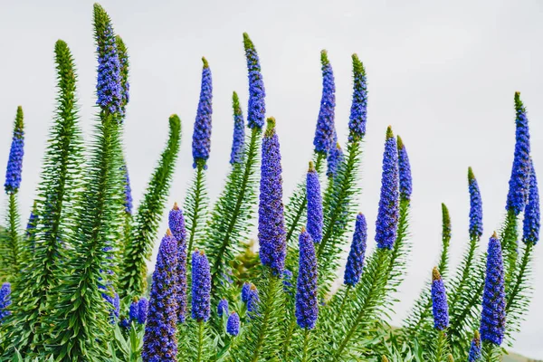 马德拉的骄傲 Echium Candicans 一个华丽的锥形蓝色的花尖 加利福尼亚阳光明媚的海滩上盛开的巨大灌木 — 图库照片