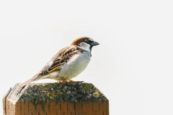 Sparrow Sentado Cantando Cerca Madeira Marrom Com Fora Foco Fundo — Fotografia de Stock