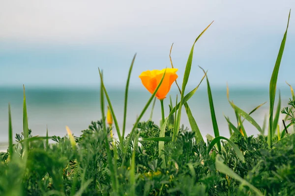 stock image Golden poppies close-up on the beach. California State flower in bloom in the early Spring season.